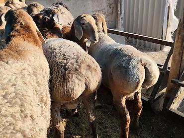 бенгалская кошка даром: Продаю | Баран (самец) | Гиссарская, Арашан | На забой — 2