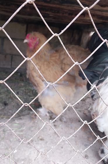Quşlar: Brama xoruz 70 manat .
xoruz + toyuq 110 manat — 3
