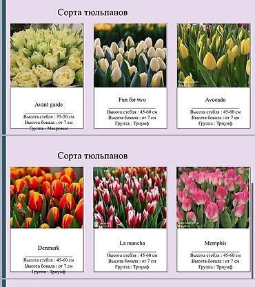 Цветы и букеты: ТЮЛЬПАНЫ ОПТОМ БИШКЕК — 6