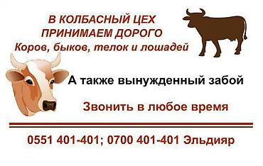 Колбасный цех : Коровы, быки, Лошади, кони, | Круглосуточно