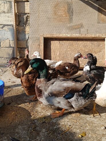 Ördəklər: 2 eded 6 ayliq yaxshi beslenmish ruan ordek(erkek dishi)cutu 125azn 5 -da lalafo.az — 6 Ördəklər: 2 eded 6 ayliq yaxshi beslenmish ruan ordek(erkek dishi)cutu 125azn 5 — 6