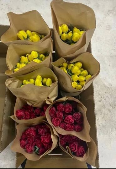 голландская: Продаю цветы королевские, голландские тюльпаны (оптом и в розницу )