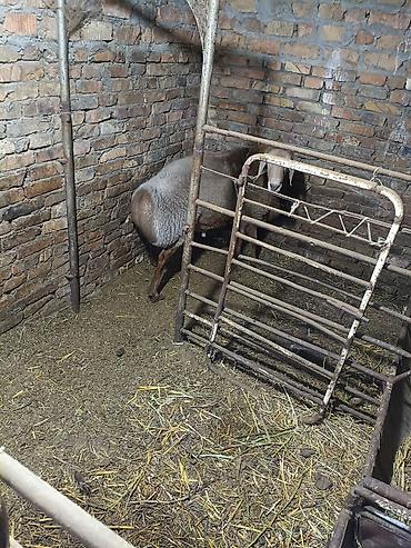 Баран, овца: Продаю | Баран (самец) | Для разведения — 14