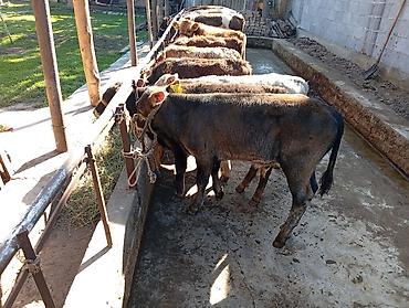 Продам с/х животных: Продаю | Бык (самец) | Швицкая | На откорм — 5