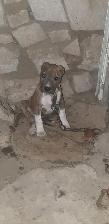doyuş itləri: Pitbul, 2 ay, Dişi, Peyvəndli — 2