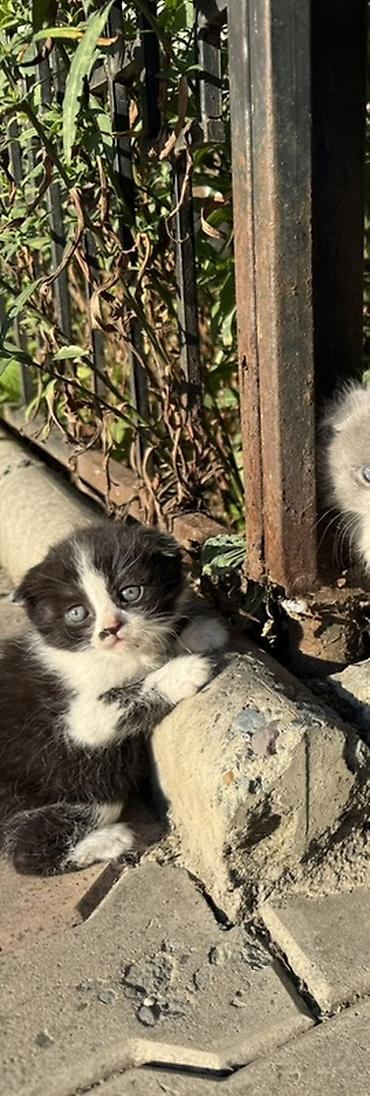 кошки бишкек купить: Отдам веслоухого котенка, только в добрые руки — 1