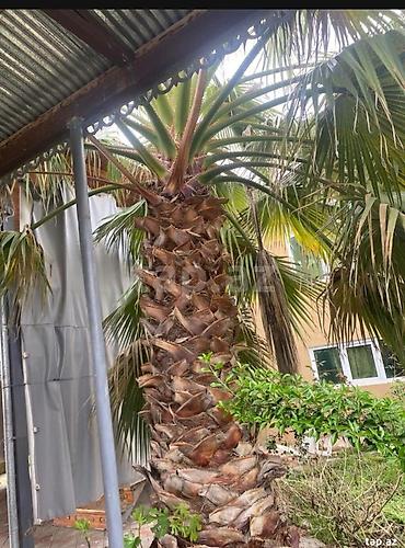 Ağaclar: Məhsul: Dekorativ palma ağacları (Trachycarpus/Vindozaya bənzər yelpik — 1