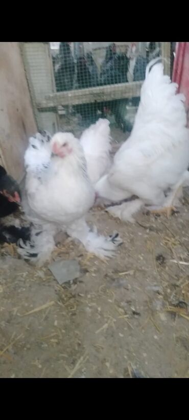 Cücələr: Toyuq cücələri, Damazlıq — 19