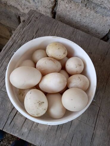 lal ördək satılır v Azərbaycan | ÖRDƏKLƏR: Ag ve agli goylu mayali lal ordek yumurtalari satilir. Isteyen zeng