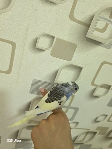 Tutuquşları: Ələ öyrədilmiş dişi bala satılır. Sumqayıt avtovağzalına çatdırılma — 4