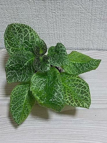 Другие комнатные растения: Эписции 10 сортов. Крупные детки, некоторые с бутонами. Цветут — 6