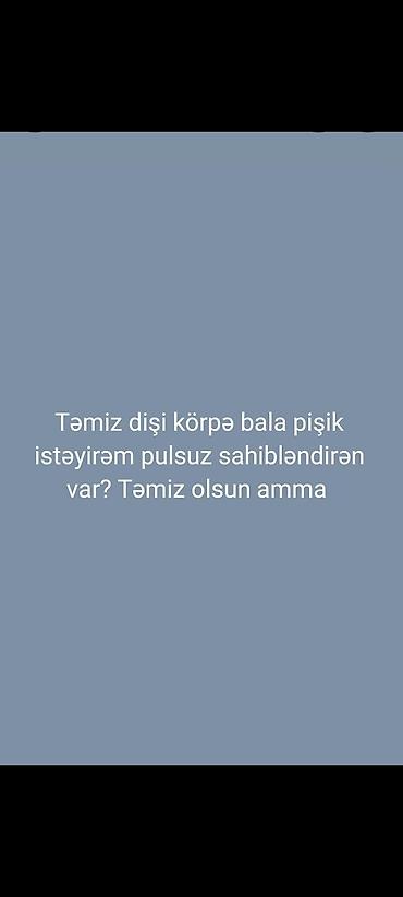 sahiblənmək: Britan yastı qulaq, Dişi, Yaxşı əllərə, Pulsuz çatdırılma — 1