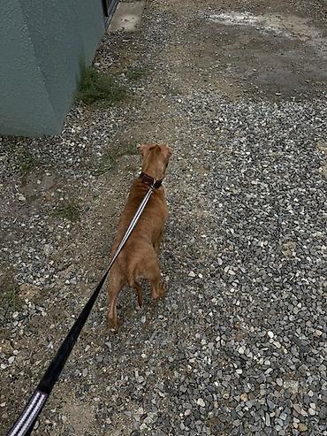 kokeltme dermani: Pitbul, 5 ay, Dişi, Peyvəndli — 2