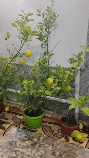 аквариум с рыбками цена бишкек: Продаю лимоны с плодами обращаться в личку at lalafo.kg аквариум с рыбками цена бишкек: Продаю лимоны с плодами обращаться в личку