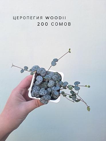 растения комнатные: 💚 Комнатные растения (детки/молодые растения). 🪴 Названия и цены — 9