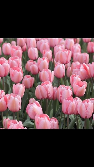 Другие виды семян и саженцев: Продаём саженцы смородины алтайский местный .(обмен есть рассмотрим — 14