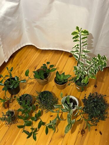 Тарелки: Bu kolleksiyada müxtəlif növ otaq bitkiləri təqdim olunur. Hər bir