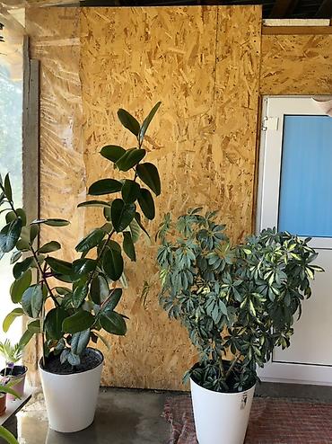 стол офис: Комнатные крупномеры в декоративных кашпо 1) Фикус эластика (Ficus — 3