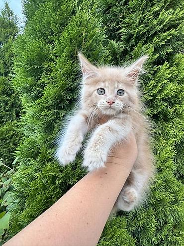 кошка породы мейн кун: Пушистый котёнок окраса кремовый (пастельный беж) с длинной — 2