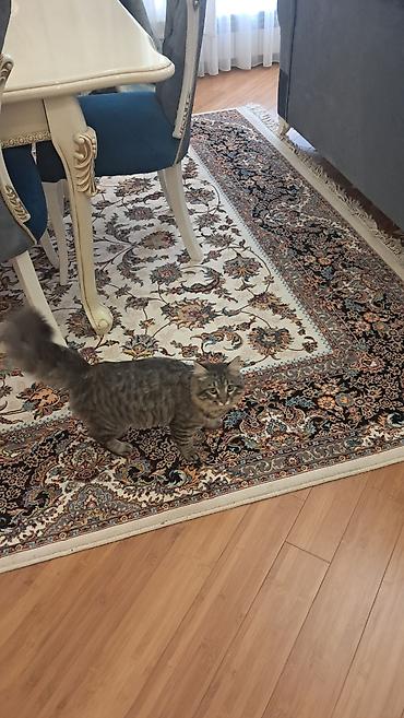 Pişiklər: Meyn-kun, Erkək — 10