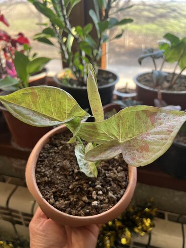 Otaq bitkiləri: Her nov guler var endirimnen verecem Gencedi istiyen yazsin satiş — 90