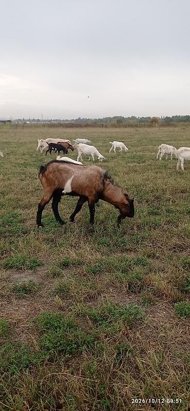 Башка жаныбарлар: Козы и козел — 9