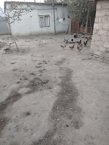 qara toyuq: Toyuq, Damazlıq — 3