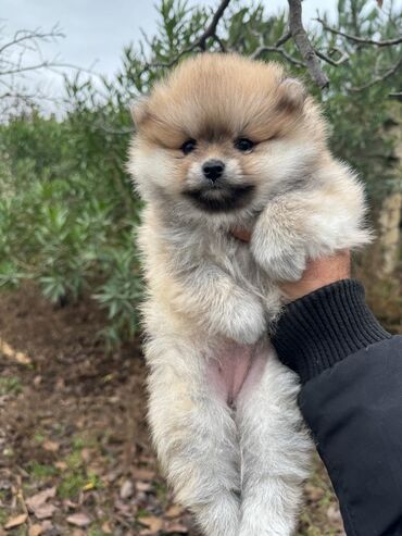 İtlər: Şpitz, 2 ay, Dişi — 7