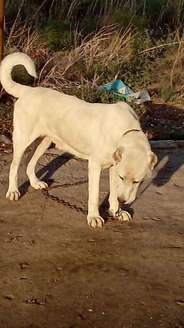 american bully qiymeti: Alabay, 1 il, Erkək, Peyvəndli, Rayonlara çatdırılma — 7