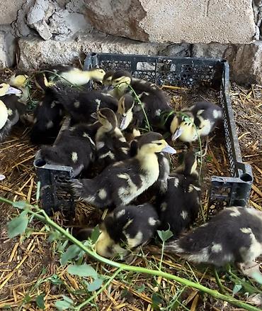 pidbul balası: 37 günlük ağ qara lal ördək balası satılır.Hamısı öz ördəyimin — 1