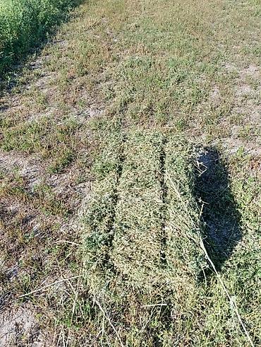 продажа собак бишкек: Тюки клевера, третий укос — 1