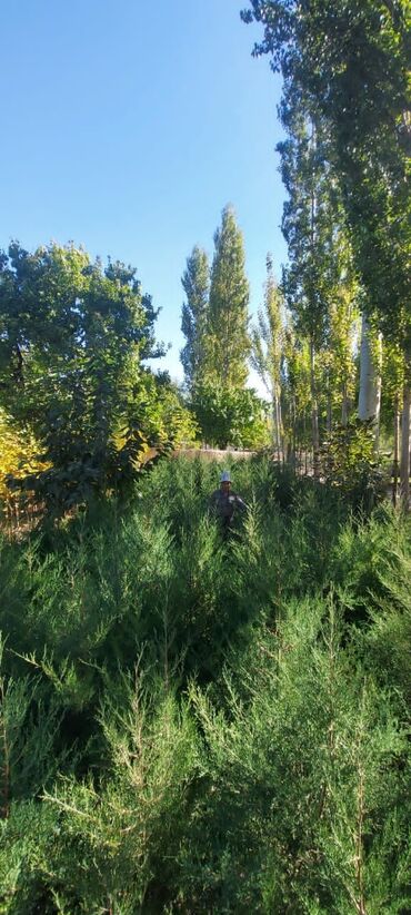 садовые качели купить: Саженцы деревьев: Туи, Бесплатная доставка