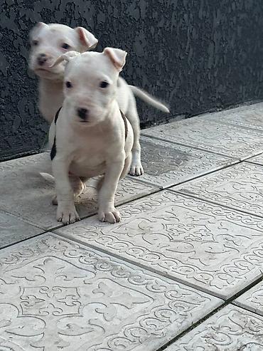 Продажа собак: Питбуль, 1 месяц, Самец — 2