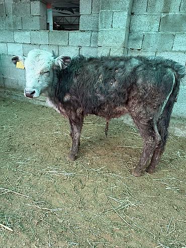 Коровы, быки: Продаю | Бык (самец) — 10