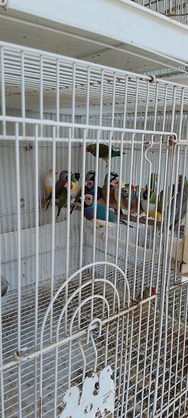 bulbul quşu satışı: Amadin qulda cavan cute hazir quslar 250 azn bala veren cutler 300 azn — 3