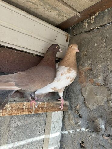 Птицы: Продаю голубей!!!! На фото представлены голуби разных пород. Цены на — 7