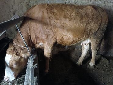 Коровы, быки: Продаю | Корова (самка) | Для молока | Привязанные at lalafo.kg — 3 Коровы, быки: Продаю | Корова (самка) | Для молока | Привязанные — 3