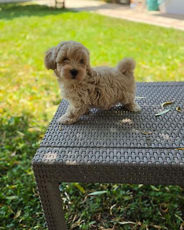 stenci maltezera: Maltipoo stenci spremni su za preuzimanje. Mama je maltezer malog — 2