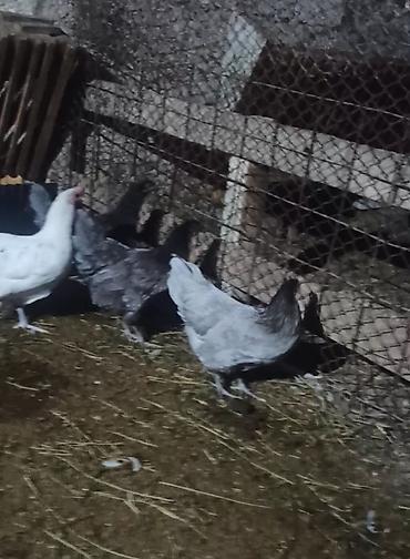 quslar satisi: Boz Australorp xoruz var satışda 2 eded Boz fere 7 ədəd sples fere 4 — 4