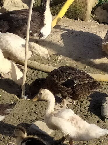 Digər quşlar: Qışqıran ördəklərdir✅️ Kəkilli var✅️ Bəzəkli var✅️ Sadəsi var✅️ Qara -da lalafo.az — 11 Digər quşlar: Qışqıran ördəklərdir✅️ Kəkilli var✅️ Bəzəkli var✅️ Sadəsi var✅️ Qara — 11