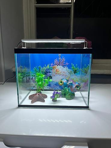 Аквариумдар: Аквариумы, Рыбки, Комплектующие для аквариумов. В продаже: - — 3