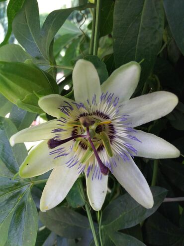 Ostale kućne biljke: Hristov venac Cveće Hristov Venac Passiflora caerulea spada u red — 2