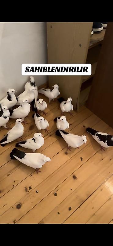 qara toyuq sortu: 1cutden toreme quslardi 30-31denedi icinde pecat qara boyunlar abrez — 3