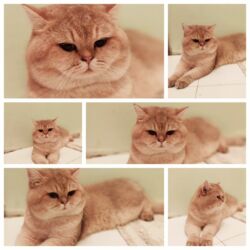 голд шиншилла: Qızıl şinşilla