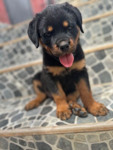 İtlər: Rotveyler, 1 ay, Erkek -da lalafo.az — 6 İtlər: Rotveyler, 1 ay, Erkek — 6