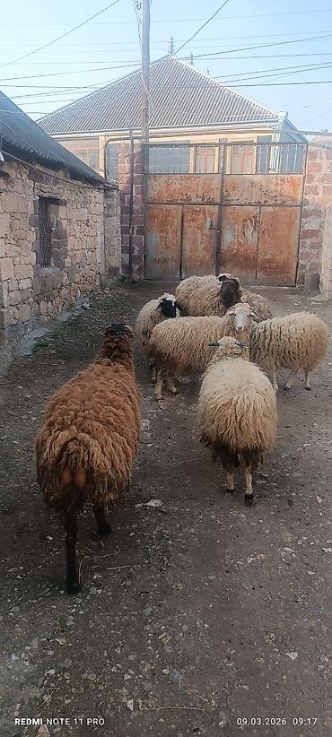 Qoyunlar, qoçlar: Satışda: qoyun sürüsü - Növ: yerli merinos qoyunlar (quzu və ana — 3