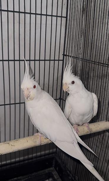 попугай корелла: Məhsul: Ağ nimfa tutuquşuları (cüt) - Növ: Nimfa (Cockatiel) — 1