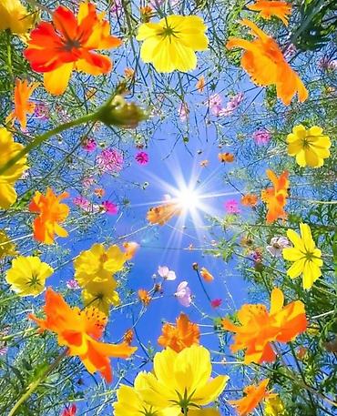 для пчёлы: Семена космеи (Cosmos bipinnatus и Cosmos sulphureus) — яркая смесь — 1