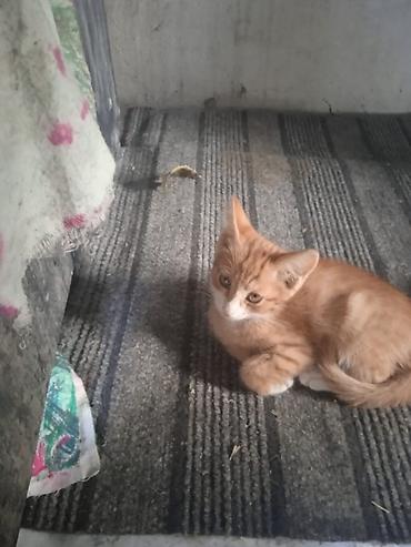 дикая кошка: Отдадим котят в добрые руки, 2 месяца 2 мальчика 1 девочка Ош — 5