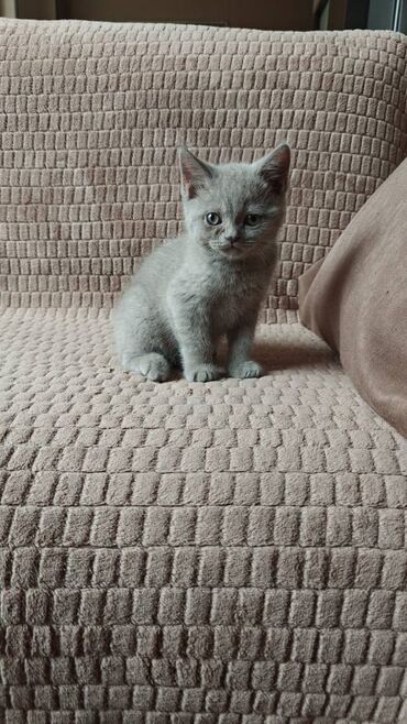 Pişiklər: Şotland, Erkək, Ünvandan götürmə — 14